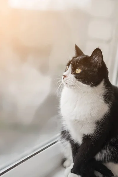 Funny black and white tuxedo cat is sitting on the windowsill and looking out the window, boredom, comfort, drowsiness. Self-isolation of animals at home during quarantine, pandemic. — Stock Photo, Image