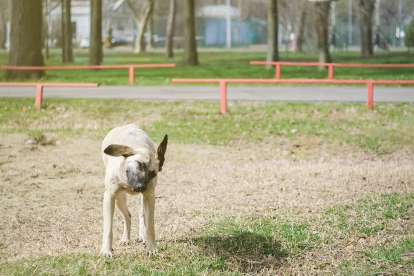 Large white stray homeless dog walks in the park, eats dogfood and waves its tail with joy. — Stock Photo, Image