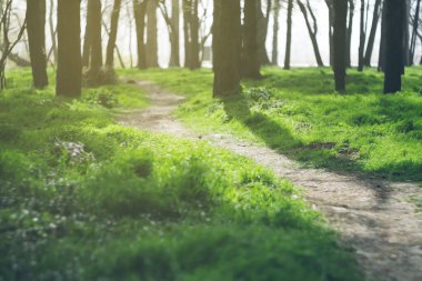 Ağaçların arasından geçen yol. Ormanda, tarlada, parkta taze, sulu yeşil çimenler. Dokusal doğal güneşli manzara.
