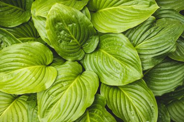 Bir bitkinin yeşil doğal taze yaprakları..