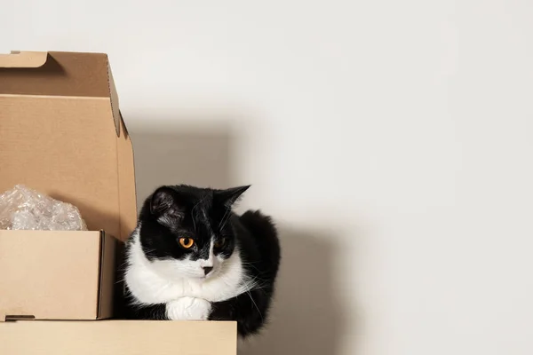 Triste preto e branco Tuxedo gato senta-se em uma prateleira ao lado de uma caixa de papelão. Espaço de cópia . — Fotografia de Stock