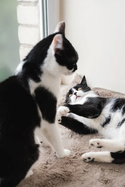 Dois gatos de smoking preto e branco lutam entre si em um cobertor de lã macia . — Fotografia de Stock