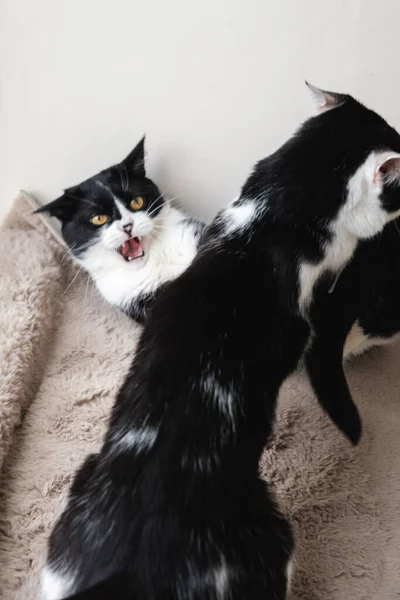 Dos gatos esmoquin blanco y negro se pelean entre sí sobre una suave manta de lana . — Foto de Stock