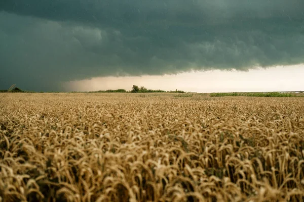 Wheat field with golden ripe ears of corn against a dark stormy sky. Harvesting in the fall, threat of crop failure.