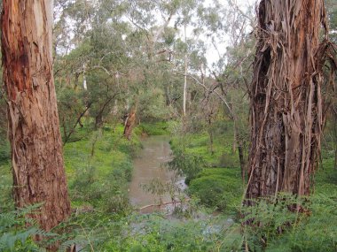 Bush ve sulak alan ile kırsal creek