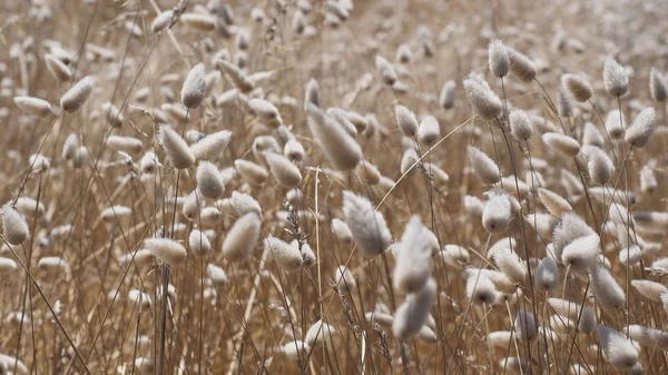 Gras toppen in de wind — Stockfoto