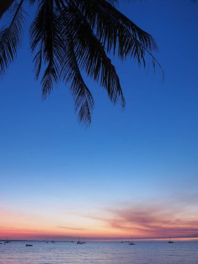 Günbatımı Yelken Kulübü Darwin adlı bir palmiye ağacının altında