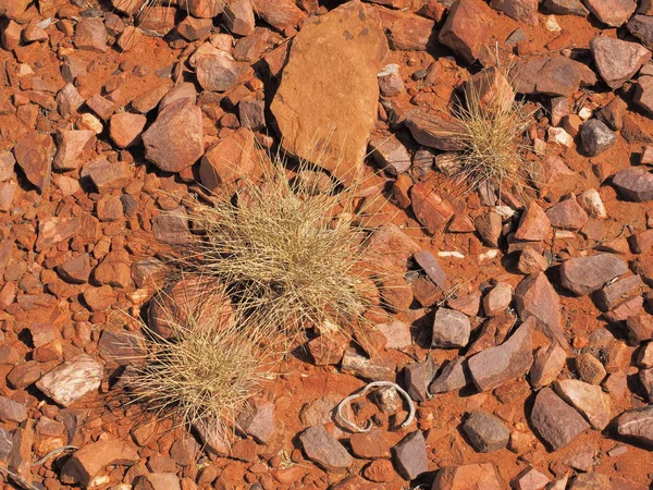 岩石表面のスピニフェックス Triodia 種 — ストック写真