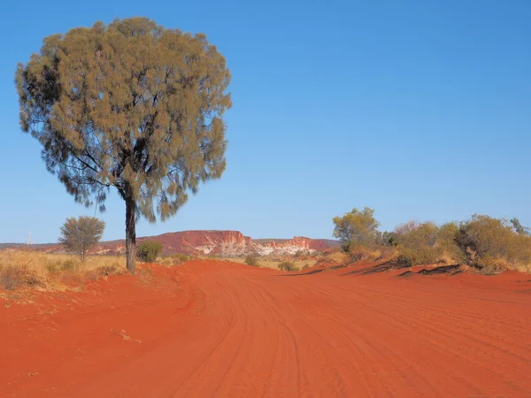 Carvalho do deserto alinhado pista de areia vermelha — Fotografia de Stock