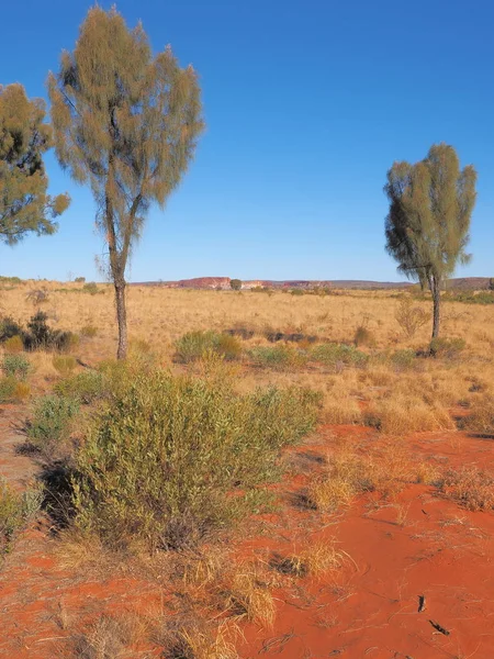 Wüsteneiche gesäumt von rotem Sandweg — Stockfoto