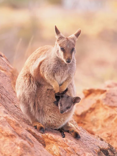 Rock Wallaby with cub watching out — Stock Photo, Image