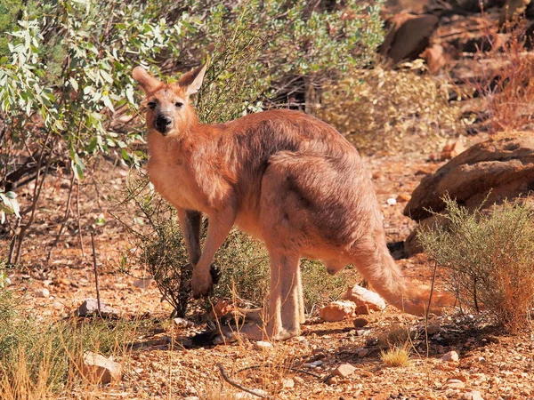 A reggeli nap pihenő kenguru — Stock Fotó