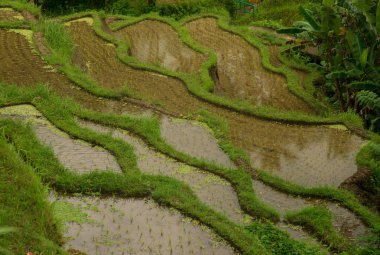 Pirinç terasları Endonezya. Tarım, pirinç, Endonezya.
