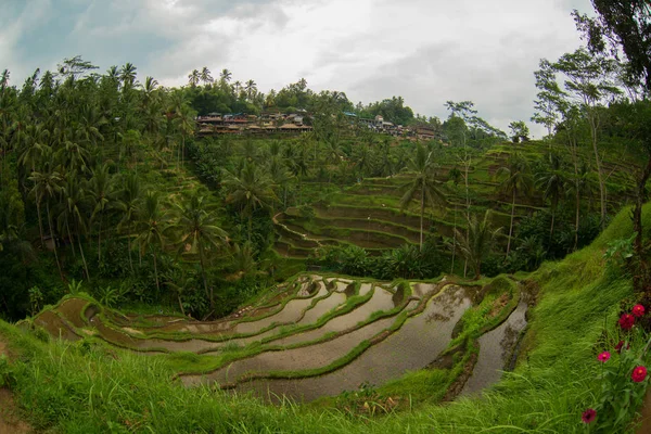 Terrazas de arroz en Indonesia. Agricultura, arroz, Indonesia . — Foto de Stock