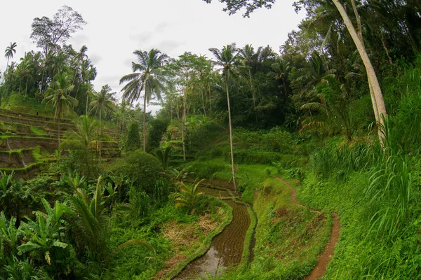 Terrazas de arroz en Indonesia. Agricultura, arroz, Indonesia . — Foto de Stock