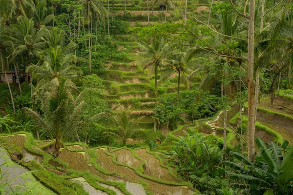 인도네시아에서의 라이스 테라스 농업, 쌀, 인도네시아. — 스톡 사진
