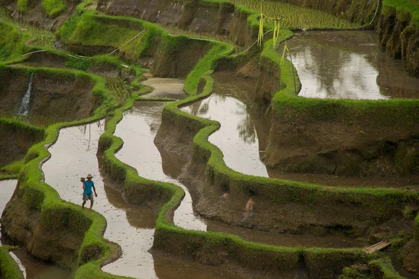 Terrazas de arroz en Indonesia. Agricultura, arroz, Indonesia . — Foto de Stock