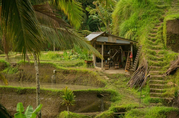 Terrazas de arroz en Indonesia. Agricultura, arroz, Indonesia . — Foto de Stock