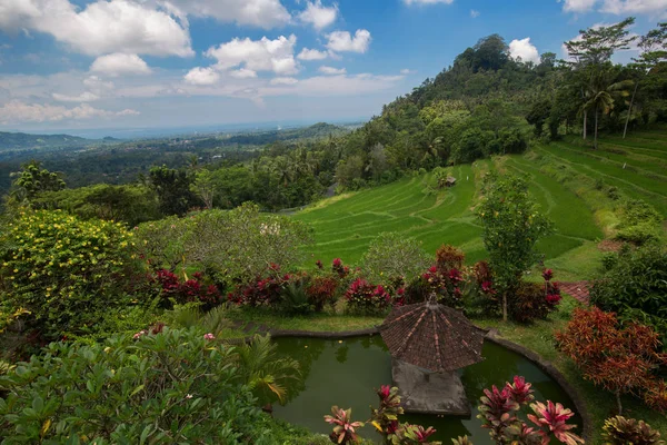 Landschap, prachtige jungle in Indonesië op het eiland Bali. — Stockfoto