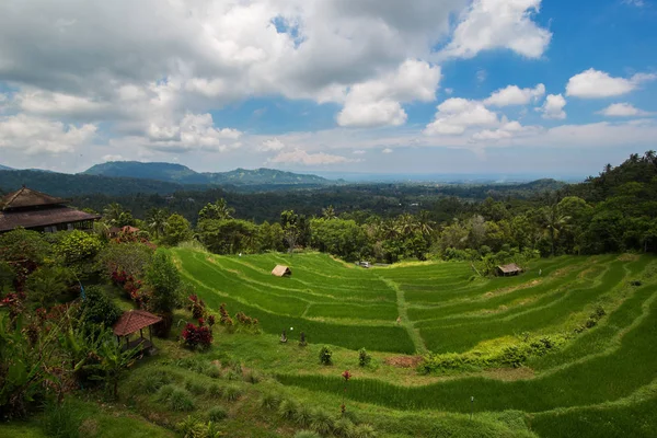 Paisaje, hermosa selva en Indonesia en la isla de Bali . —  Fotos de Stock