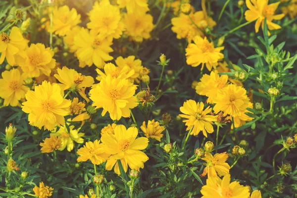 Luz del sol brillante y flores amarillas — Foto de Stock