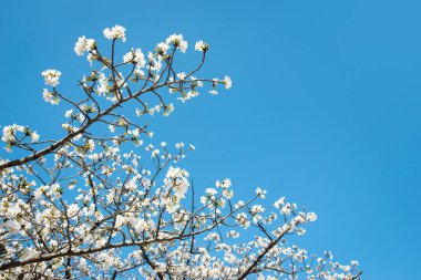 Güzel kiraz çiçeği sakura