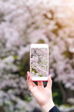 Güzel kiraz çiçeği fotoğraf çekici smartphone tutan el