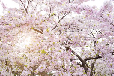 Baharda kiraz çiçeği açan kiraz sakura.