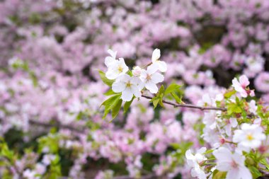 Baharda kiraz çiçeği açan kiraz sakura.