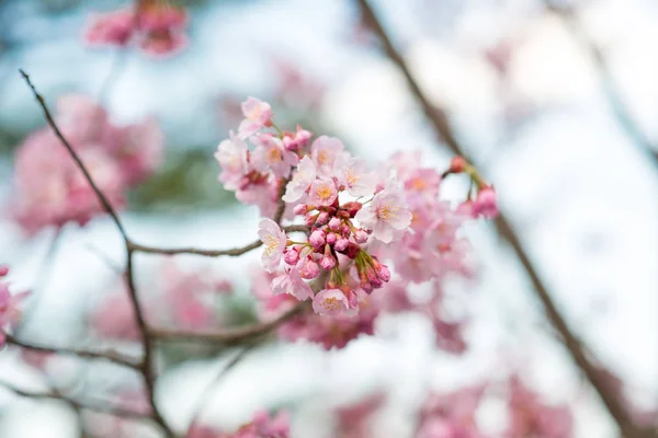 Baharda kiraz çiçeği açan kiraz sakura. — Stok fotoğraf
