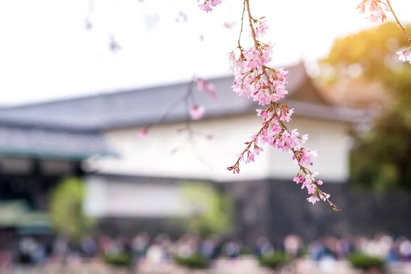 Piękny kwiat wiśni sakura w czasie wiosny. — Zdjęcie stockowe