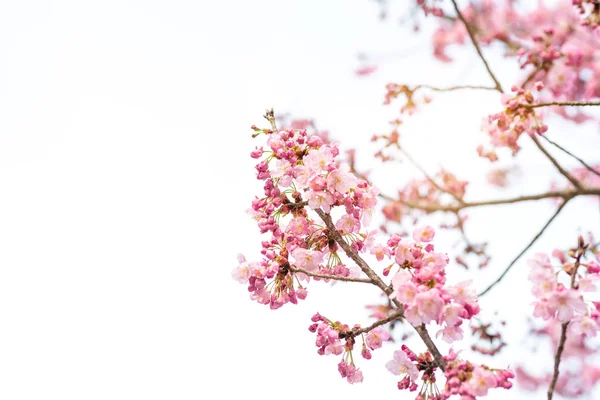 Vacker körsbärsblomma sakura på våren. — Stockfoto