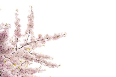 Güzel kiraz çiçeği sakura ilkbahar zamanı mavi gökyüzünde.