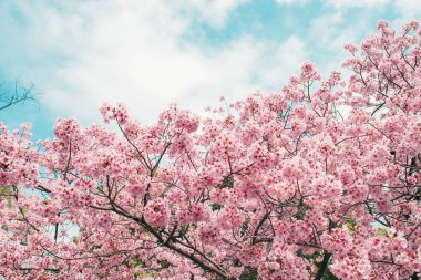 Güzel kiraz çiçeği sakura ilkbahar zamanı mavi gökyüzünde.