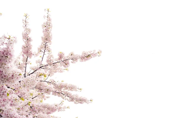 Bellissimo sakura di fiori di ciliegio in primavera sopra il cielo blu. — Foto Stock