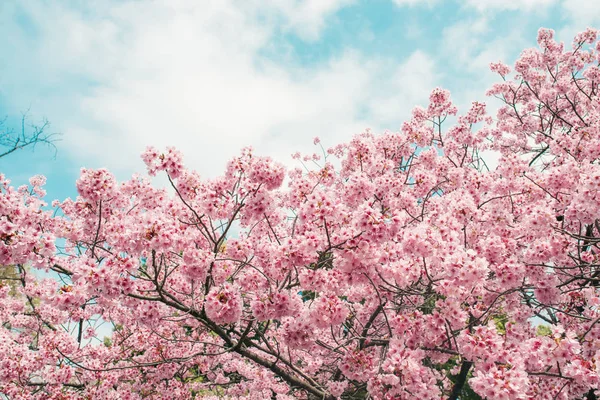 봄의 아름다운 벚꽃 사쿠라가 푸른 하늘 위에서. — 스톡 사진
