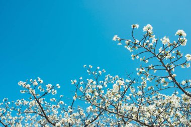 güzel kiraz çiçeği