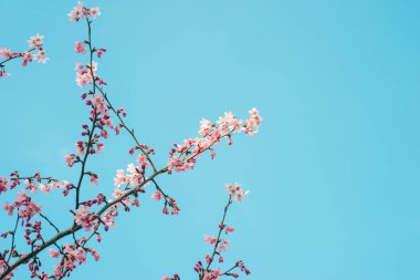 güzel kiraz çiçeği