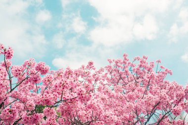 güzel kiraz çiçeği