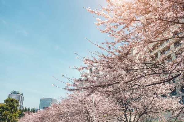 満開の桜 — ストック写真