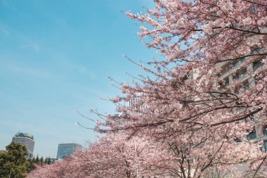 Güzel sakura çiçekleri