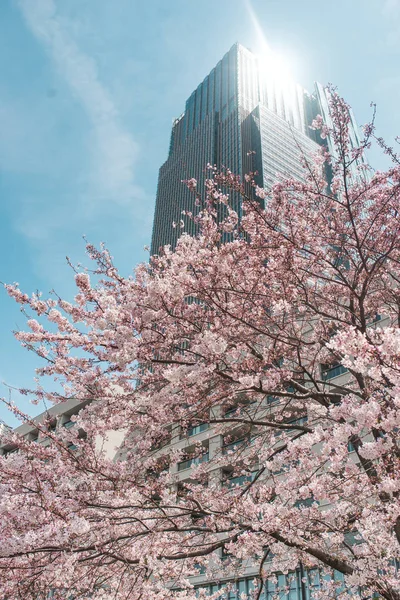 Sakura piękne kwiaty — Zdjęcie stockowe