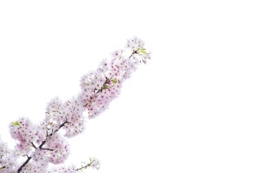 Güzel kiraz çiçeği sakura üzerinde beyaz izole bahar zamanında