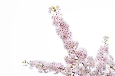 kiraz çiçeği sakura dalları