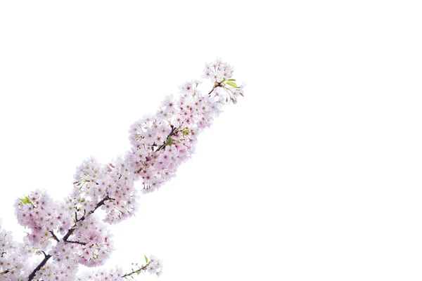 Güzel kiraz çiçeği sakura üzerinde beyaz izole bahar zamanında — Stok fotoğraf