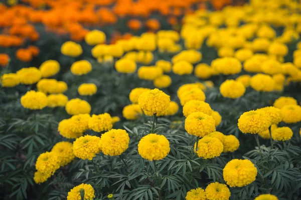 Flores frescas de primavera — Foto de Stock