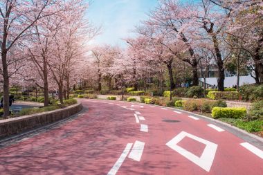 Bahar sakura kiraz çiçekleri