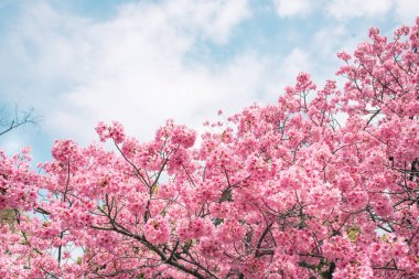 Kiraz çiçeği sakura.