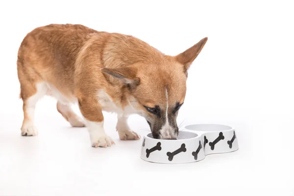 Cucciolo mangiare cibo da ciotola — Foto Stock