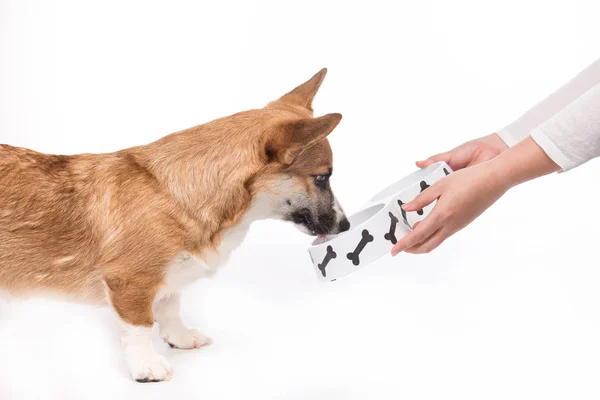 Lindo perro comiendo comida . — Foto de Stock